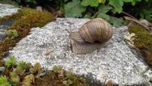 Snail Crawling On A Stone Surface