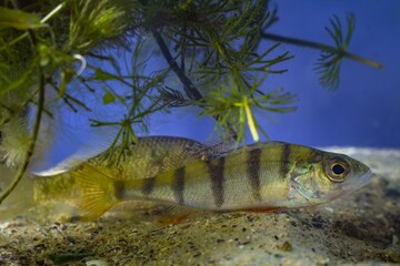 Sticker - European perch, wild caught juvenile freshwater predator fish hiding in dense vegetation of hornwort, temperate biotope aquarium