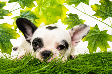 Canvas Print - French bulldog puppy portrait isolated on white