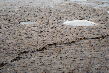 Wall Mural - Footprints in the mud on a drained pond.