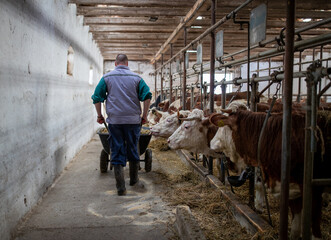 Wall Mural - Farmer pushing wheelbarrow in barn