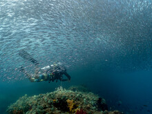 Diver Swimming With A School Of Fish Over A Coral Reef, Indonesia