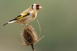 Fototapeta  - A european goldfinch (Carduelis carduelis) perched on a teasel to feed seeds.
