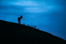 Young Spanish Wild Goat (capra Pyrenaica) Silhouette On Top Of Rocks At Sunset