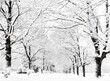 © Cara Dolan/Stocksy - Tree lined street following winter snow storm
