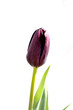 single Black gotic tulips on white background