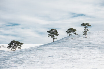 Poster - Closeup shot of snow-covered trees on a slope on a winter day