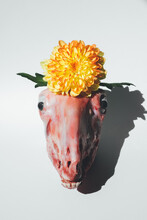 Sheep Head With A Yellow Flower