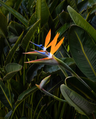 Wall Mural - two brightly colored bird of paradise flowers closeup against a dark green leaf background