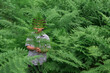 © Tara Romasanta Photography/Stocksy - young child surrounded by ferns