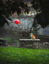 Red Cat Sitting On Ancient Stone Bench In Garden And Staring At A Floating Red Balloon
