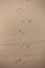 Webbed Bird Tracks In Wet Sand Along The Pacific Coast