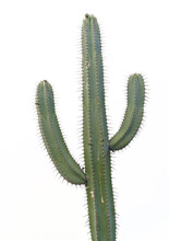 Image Of A Large Cactus Isolated Against An Off White Background.