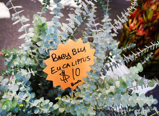 Poster - baby eucalyptus 