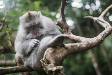 Monkey In Bali, Indonesia