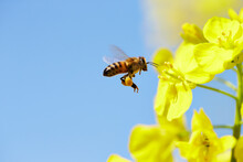 Bee, Insect, Pollinate, Rapeseed Free Stock Photo - Public Domain Pictures