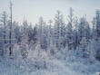 © Amos Chapple/Stocksy - Roadside trees covered in ice.