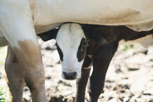 A Black White Face Bull Calf Looks At Camera From Under Mother