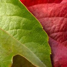Closeup Of Red And Green Vine Leaves
