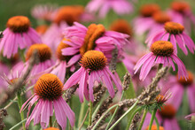 Field Of Pink Cone Flowers