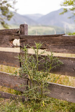 Common nettle growing next to the wooden fence