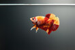Betta fish Koi Nemo Halfmoon siamnese Fighting Fish Splendens swimming in Fish tank