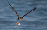 Fototapeta Zwierzęta - An osprey fishing in Florida 