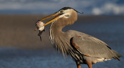 A great blue heron with a large fish on the beach in Florida 