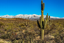 The Saguaros In The Desert Are Framed By The Snow On The Distant Mountains