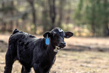 Wall Mural - Young Angus crossbred calf with blue ear tag