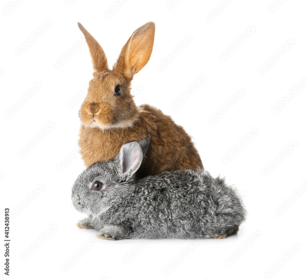 Cute funny rabbits on white background