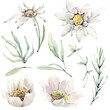 Handpainted watercolor wild flowers and herbs.