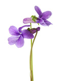 Fototapeta Lawenda - Two flower of Wood Violet (Viola Odorata) isolated on white background. Shallow depth of field. Selective focus