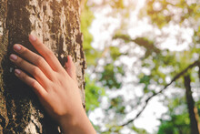 Cropped Hand Of Woman Touching Tree Trunk