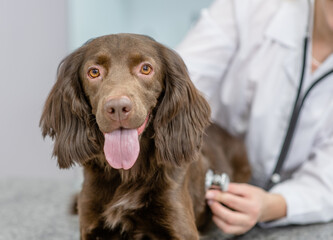 Sticker - Vet doctor is making a check up of a adult spaniel dog with stethoscope at clinic