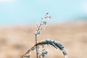 Poster - Frozen grass