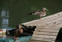 Ducks In The Sun At The Lake