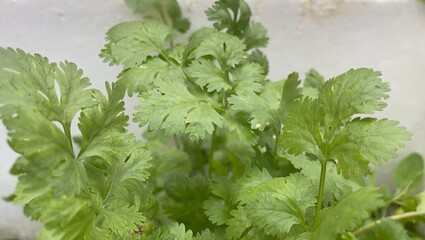 fresh parsley leaves in the garden