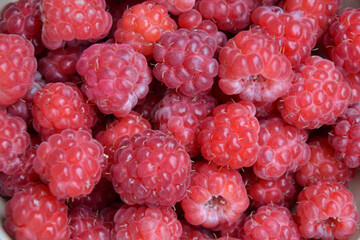 Canvas Print - Raspberry background. Organic berries harvest. Fresh raspberries from village garden. Berry for desserts, cakes, smoothie or jam.