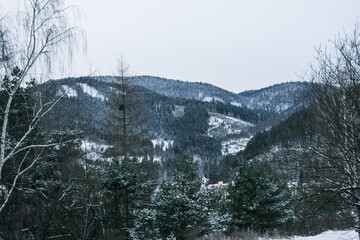 Wall Mural - winter forest in the mountains