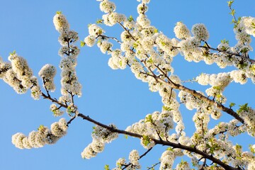 A branch of a flowering tree in a garden or forest.