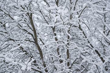 Wall Mural - A lot of fresh snow on trees in the morning