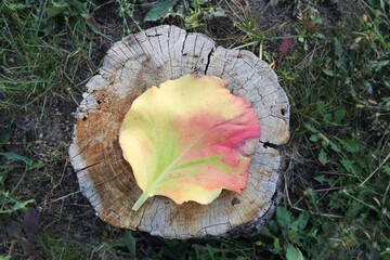 Wall Mural - autumn leaf colorful ice on the stump