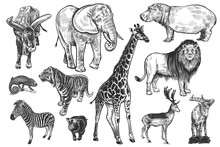 Wildlife Animals Set. Lion, Elephant, Zebra And Others. Vector.