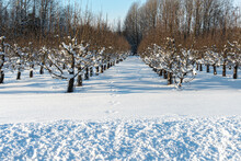 Apple Orchard In Winter. Apple Trees Under The Snow