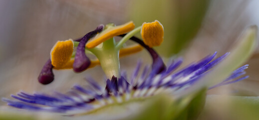 Wall Mural - flower with macro in a lot of detail
