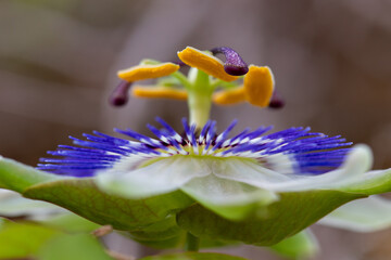 Wall Mural - flower with macro in a lot of detail
