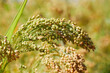 Plant of Panicum Miliaceum, commonly known as Proso Millet or Common Millet, on a blurry yellow green color background, close up
