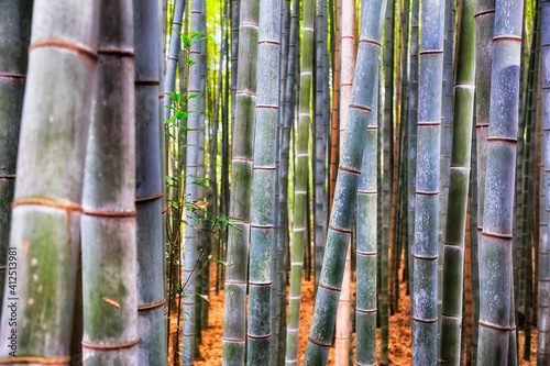 JP Bamboo close mid section © Taras Vyshnya