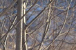 © Яна Пантелеева - tree branches